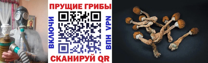 Псилоцибиновые грибы MAGIC MUSHROOMS  Купить закладки  Советский 